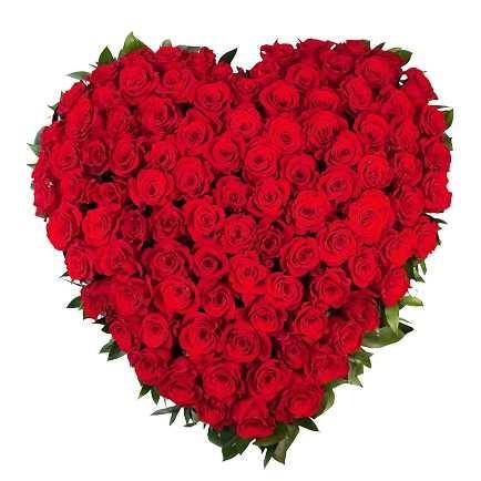 Roses splendor product1157
